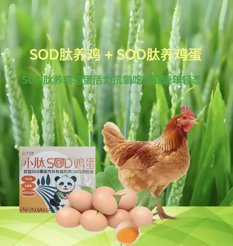 SOD小肽鸡 + SOD小肽鸡蛋